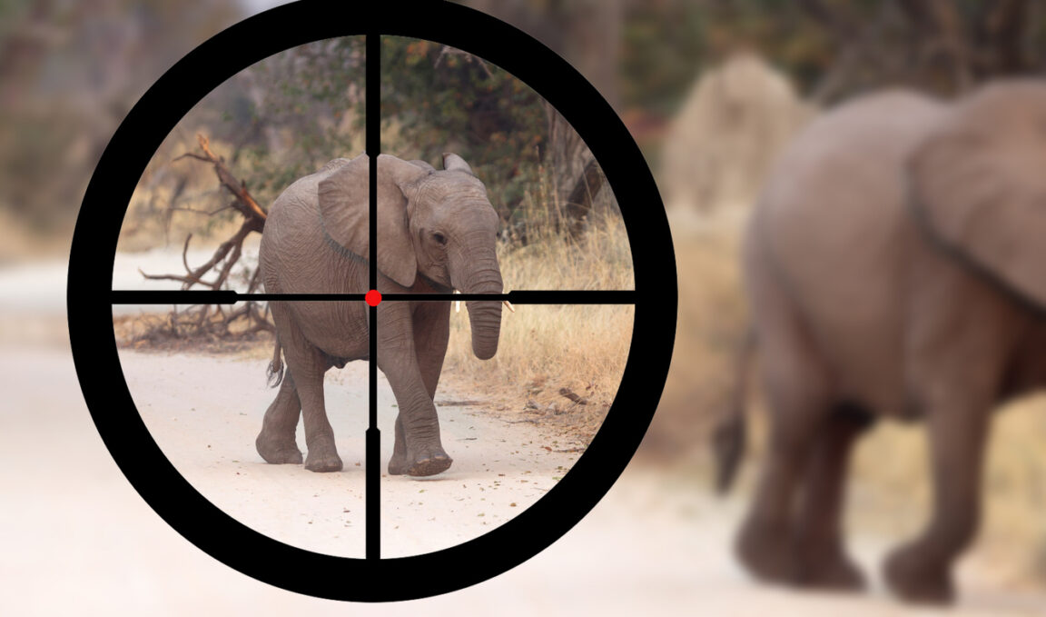 chasse éléphants abattage d'éléphant Afrique Namibie