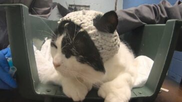 chat bonnet EEG 2