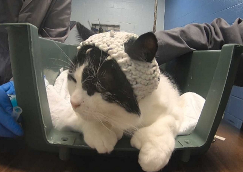 chat bonnet EEG 2