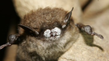 chauve souris maladie du nez blanc chauves souris malades maladie fongique