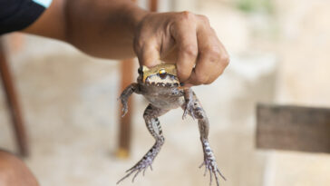 grenouille de la jungle