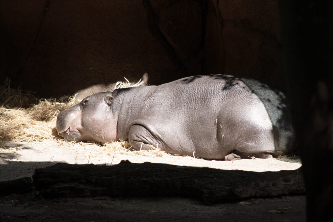 hippopotame nain pygmée Afrique naissance