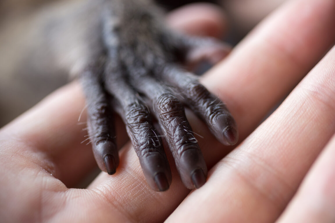 cœurs humains primates