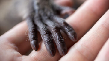 cœurs humains primates