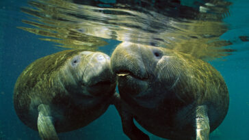 oreille interne lamantins mammifères