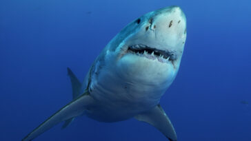grands requins blancs