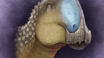 Coahuilasaurus lipani dinosaures