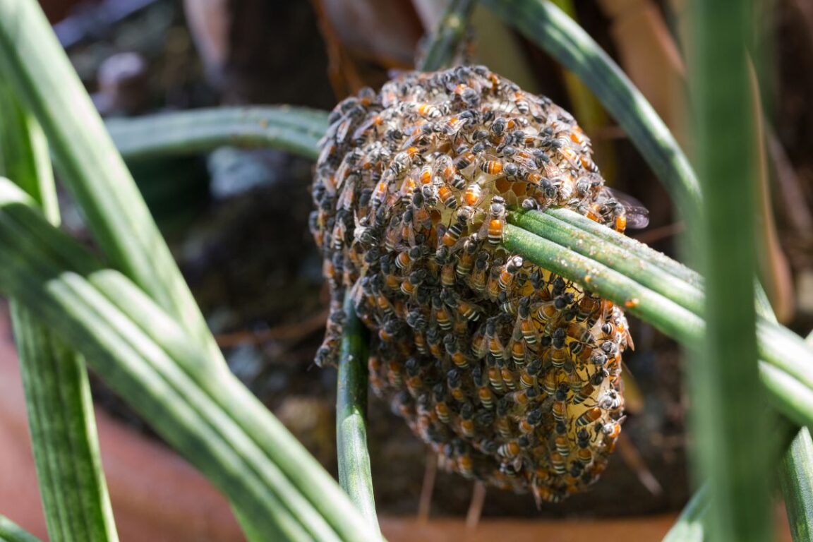Un essaim d'abeilles naines rouges