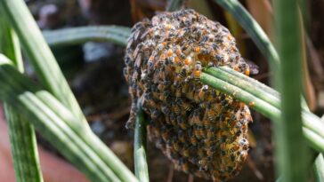 Un essaim d'abeilles naines rouges