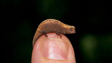 Des touristes découvrent accidentellement une nouvelle espèce inconnue des scientifiques !