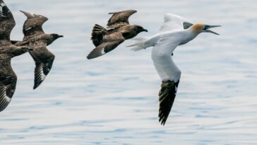 oiseaux grippe aviaire