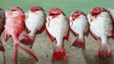 Métaux lourds : devriez-vous vraiment arrêter de consommer du poisson ?