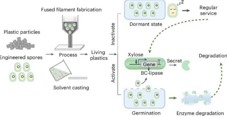 processus plastique dégradation