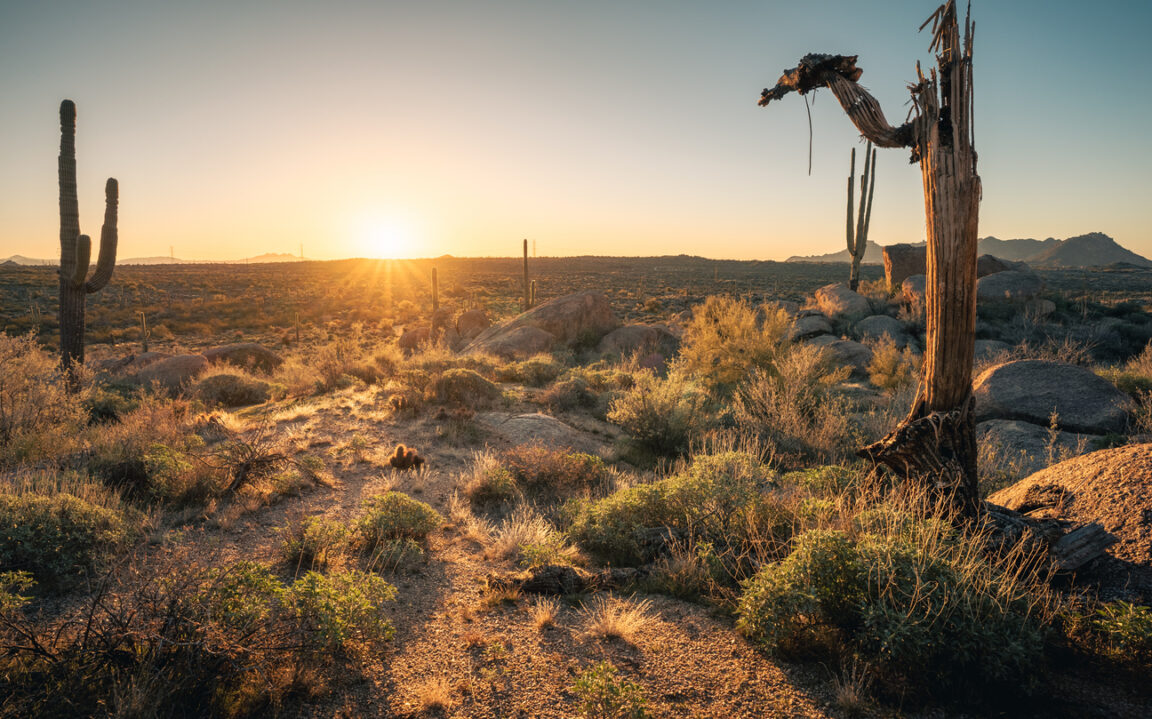 saguaro mort d&eacute;sert de Sonora &Eacute;tats-Unis