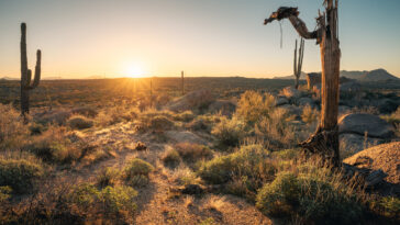 saguaro mort désert de Sonora États-Unis