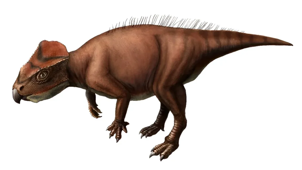 Illustration de Sasayamagnomus saegusai dinosaure