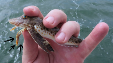 triglidae poissons à pattes Prionotus carolinus