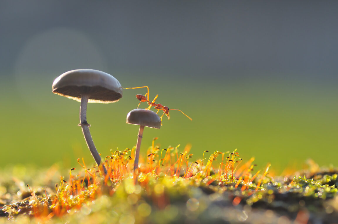 Fourmi tisserande sur un champignon fourmis agriculture champignons