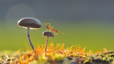 Fourmi tisserande sur un champignon fourmis agriculture champignons