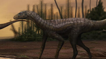 Gondwanax paraisensis silésauridé Brésil