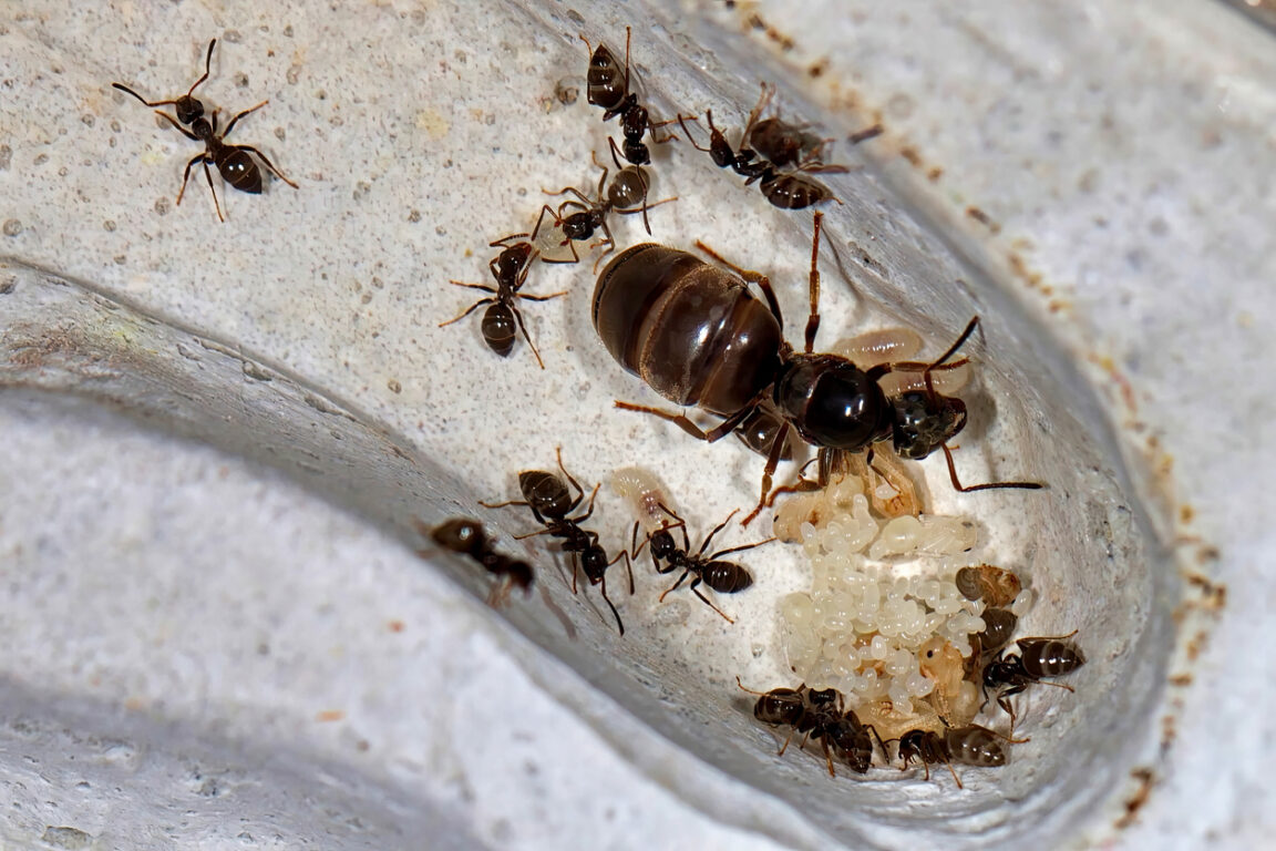 Reine des fourmis noires de jardin larves (Lasius niger)