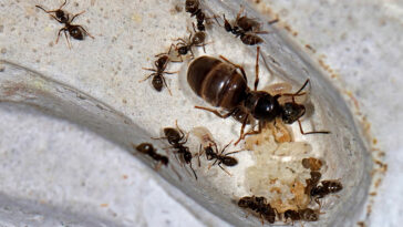 Reine des fourmis noires de jardin larves (Lasius niger)