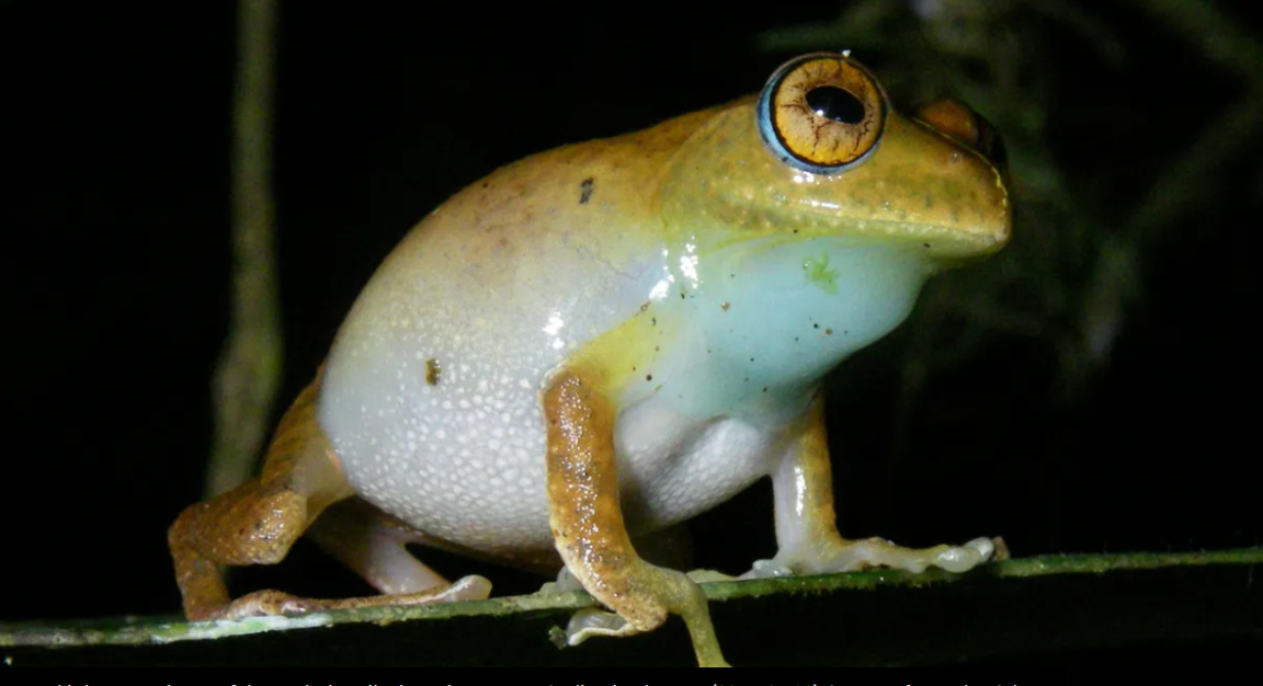 Star Trek Boophis janewayae grenouilles