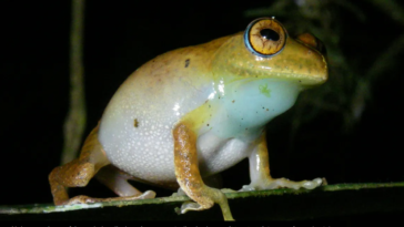 Star Trek Boophis janewayae grenouilles