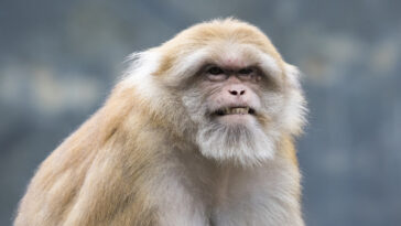 animaux vieillissement vieux macaque rhésus