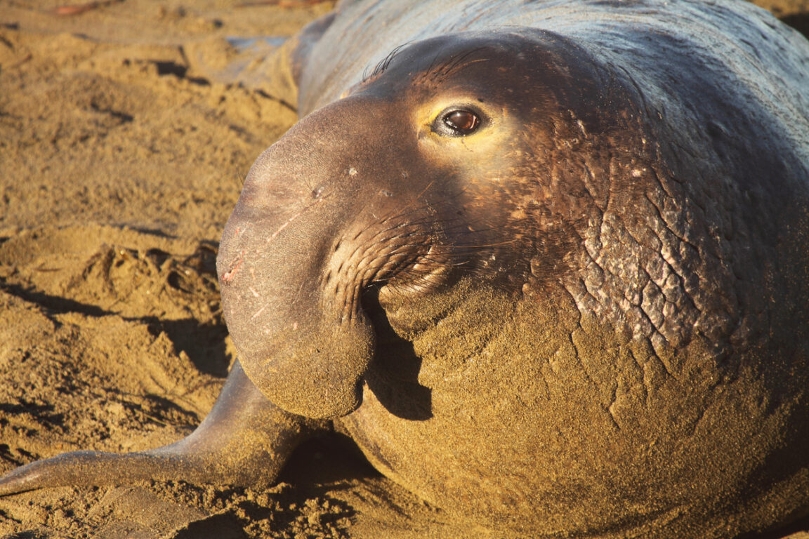 éléphant de mer du nord mâle