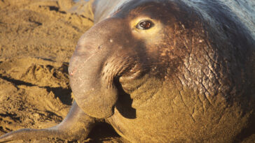 éléphant de mer du nord mâle