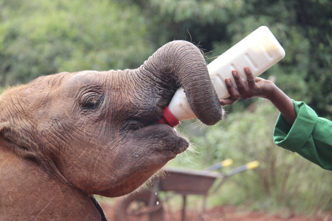 éléphants et humains éléphant gardien de zoo soignant