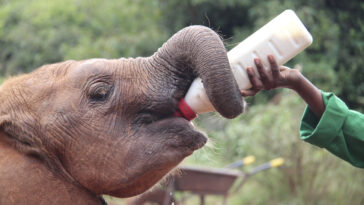 éléphants et humains éléphant gardien de zoo soignant