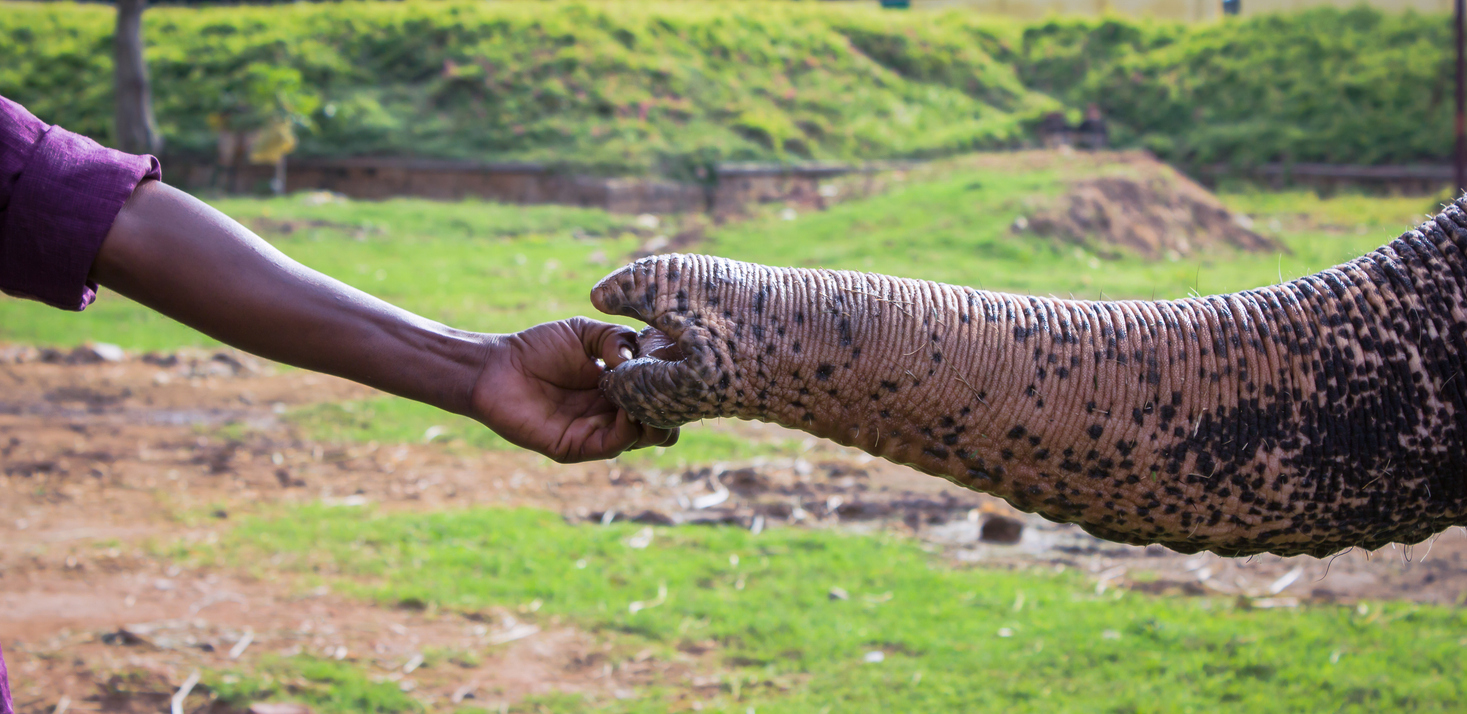 éléphants et humains éléphant relation avec gardien de zoo soignant