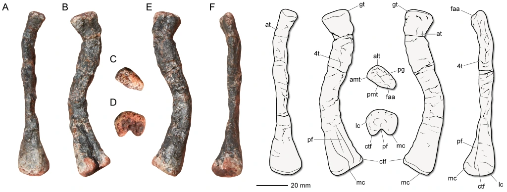 Gondwanax paraisensis dinosaure Brésil
