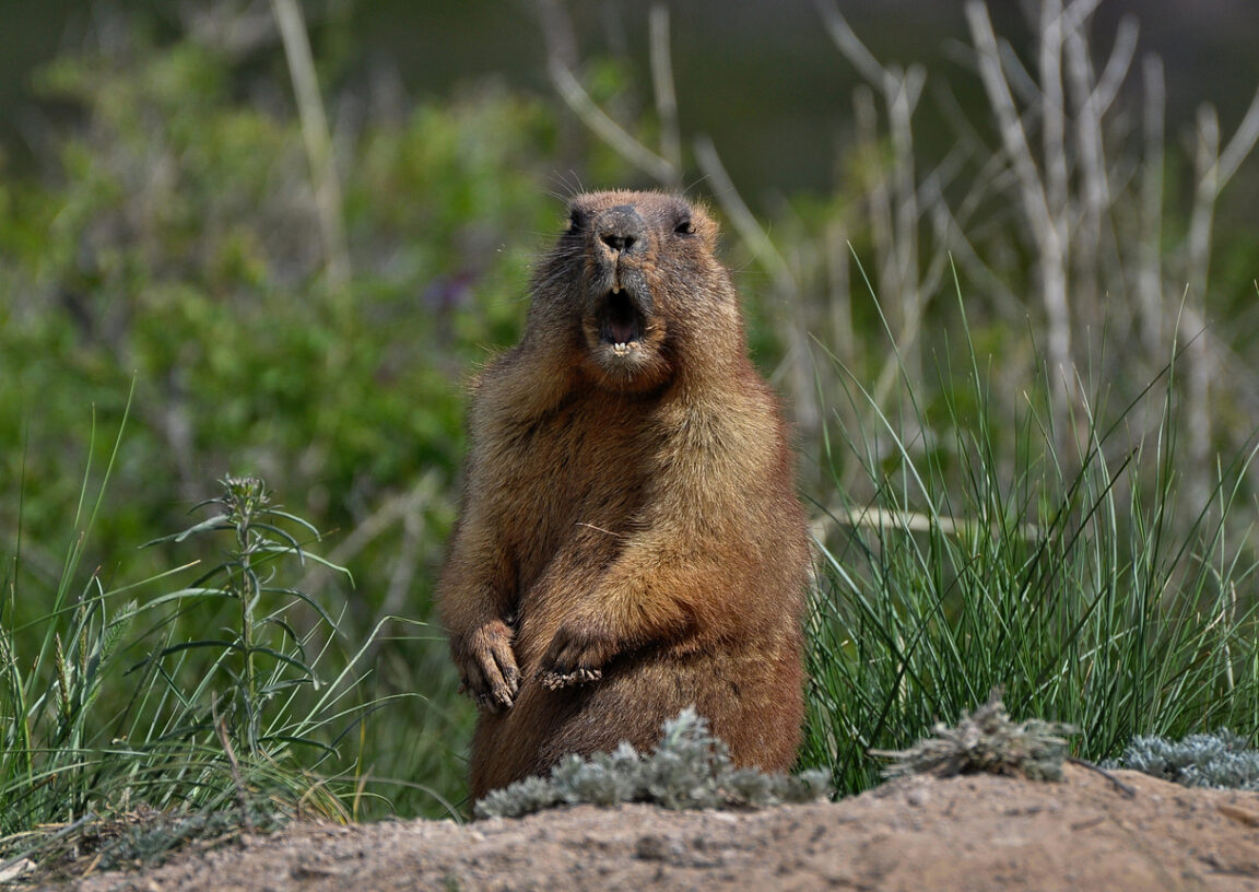 marmottes animaux sauvages traumatisme