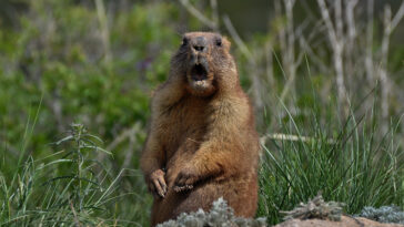 marmottes animaux sauvages traumatisme