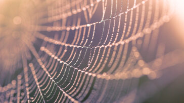 spider-man araignée