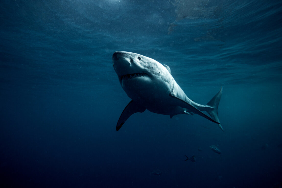 grands requins blancs