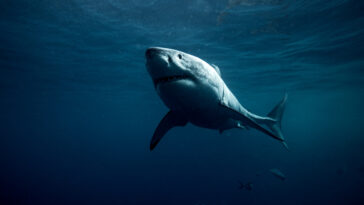 grands requins blancs