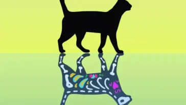 chat de Schrödinger