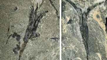 graine ailée plantes