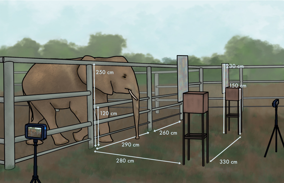 mémoire éléphant éléphants et soignants gardiens de zoo relations avec les humains