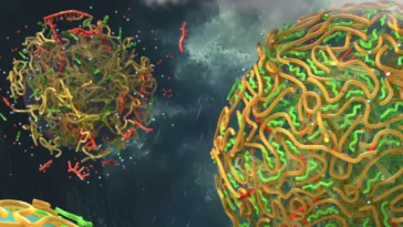 cellules vie gouttes de pluie