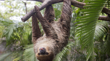 paresseux à deux doigts