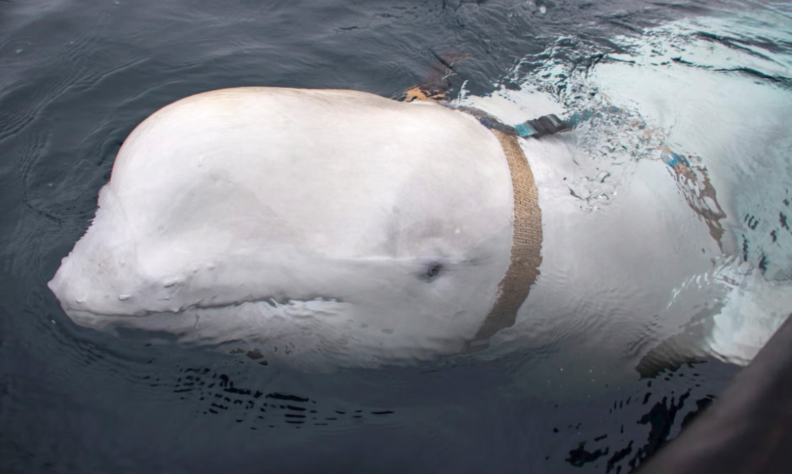 Hvaldimir béluga espion russe harnais avec caméra