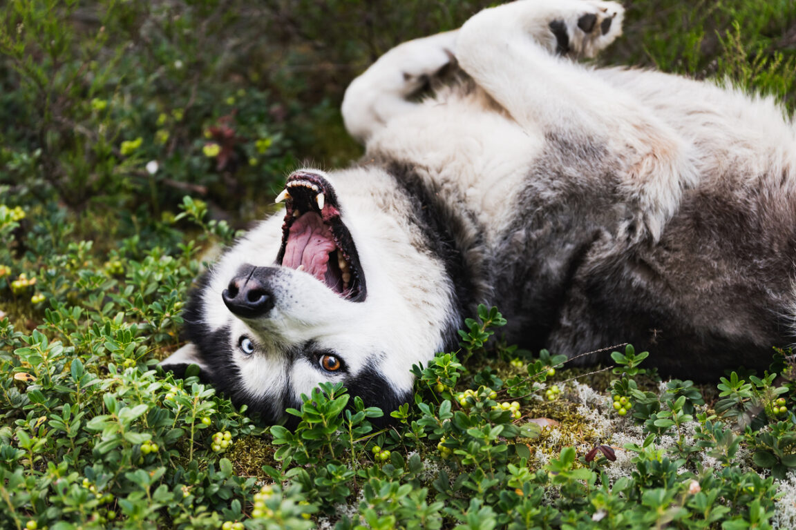 husky sibérien chien intelligence chez les chiens