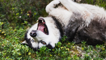 husky sibérien chien intelligence chez les chiens