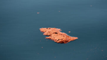 excréments de baleine