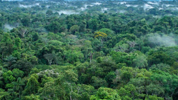 foret amazonienne